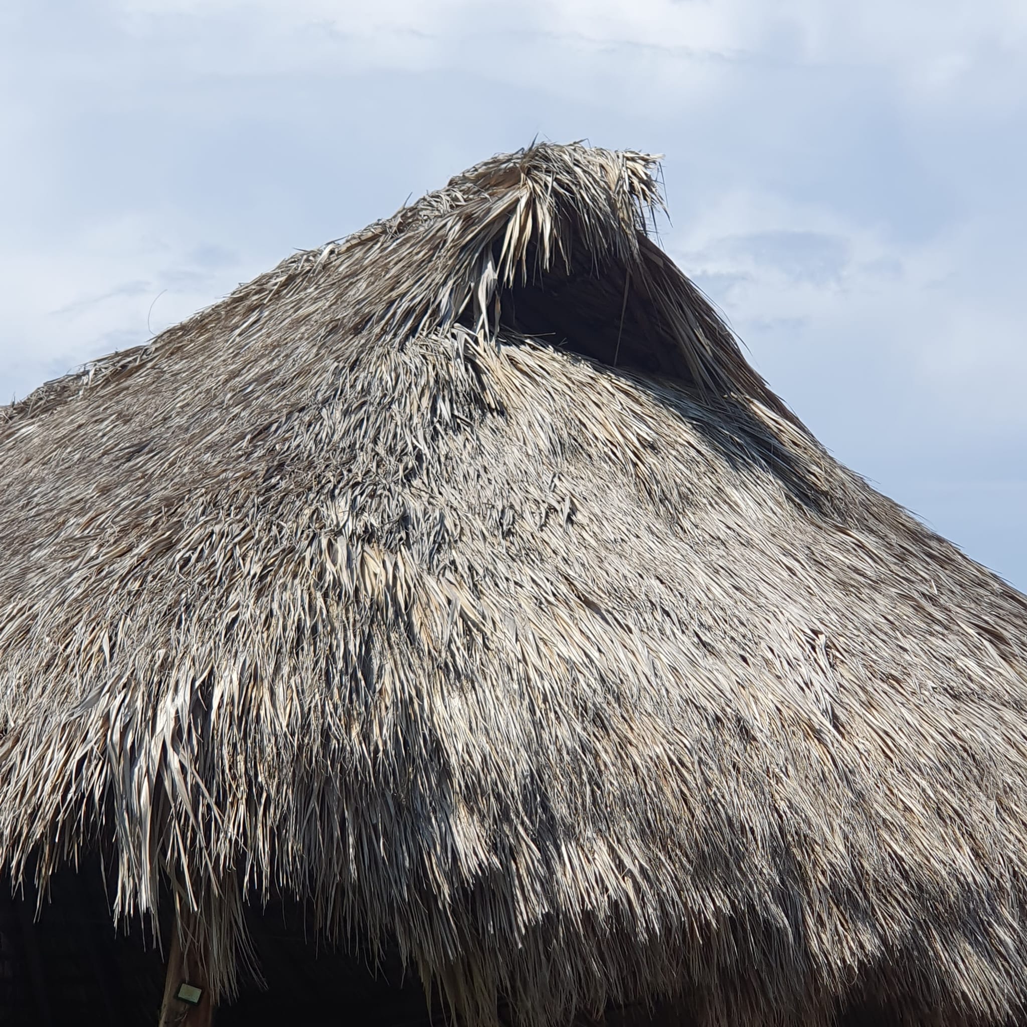 palapa